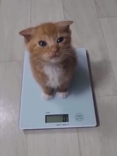 Innehåller en bild av: 